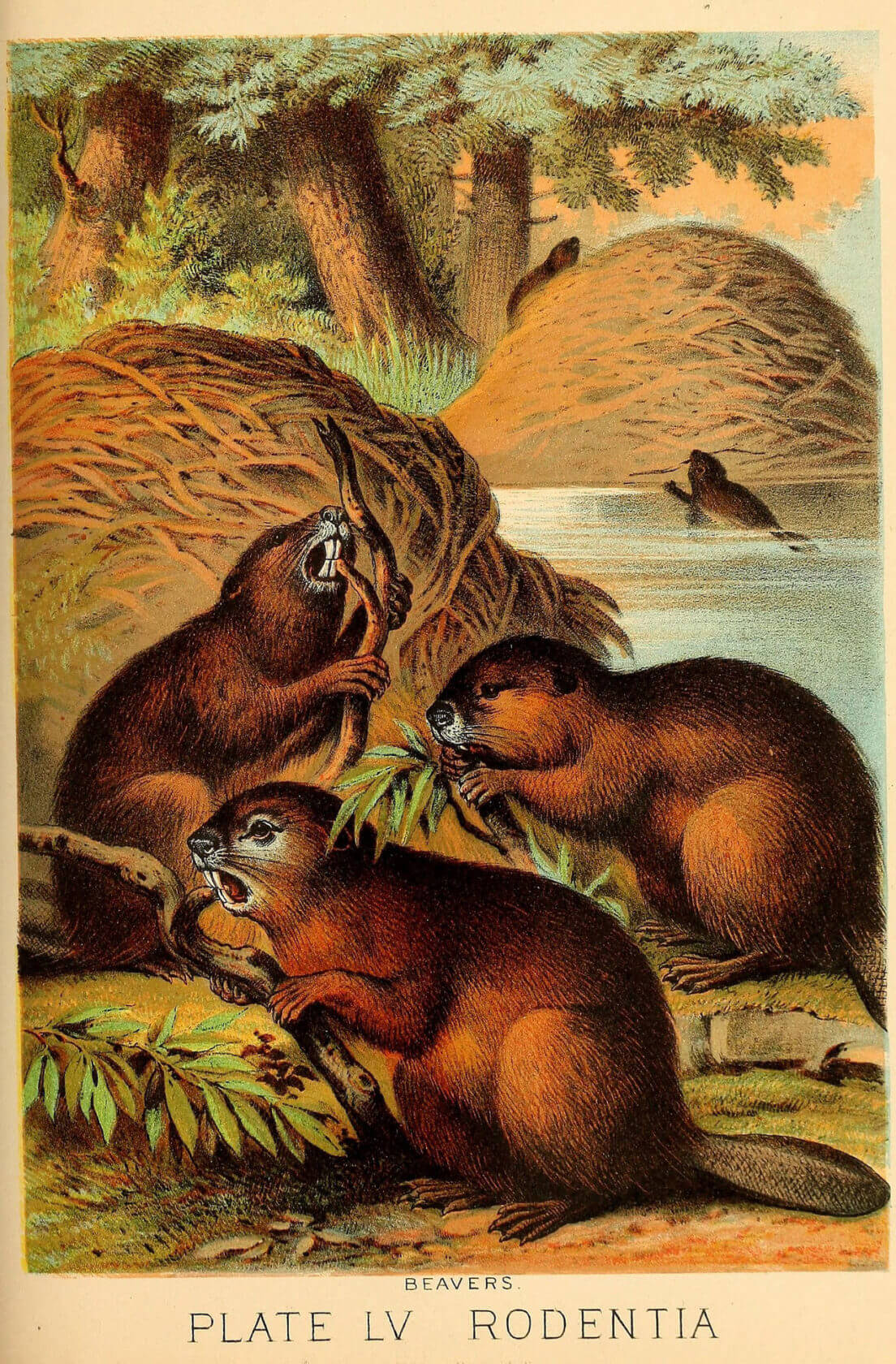 Beavers-plate-from-Johnsons-household-book-of-nature-1880[86]